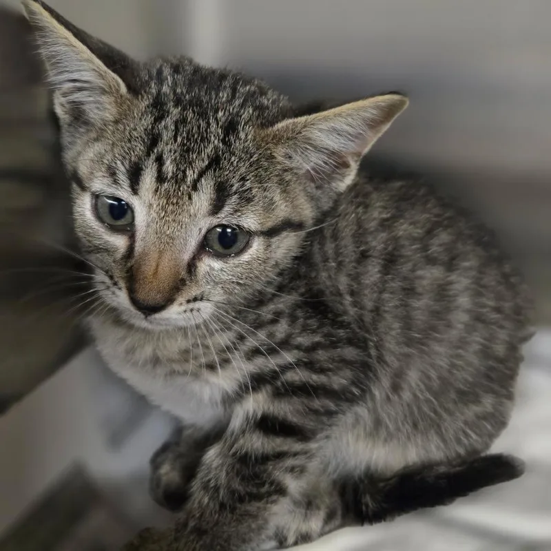 A baby small-sized male Black Domestic Short Hair cat named Snickers for adoption in Pauls Valley, OK