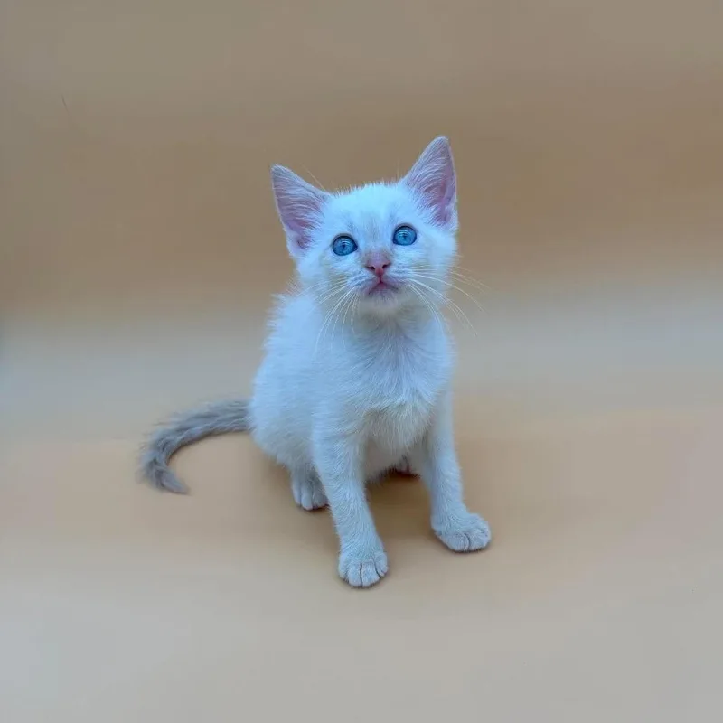 A baby small-sized female Siamese cat named Maine for adoption in Plainfield, IL