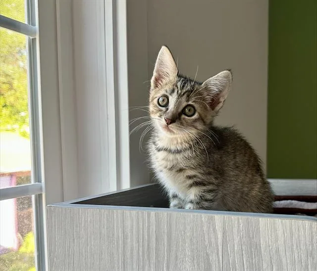 A baby small-sized female Domestic Short Hair cat named Fleur for adoption in Santa Cruz, CA