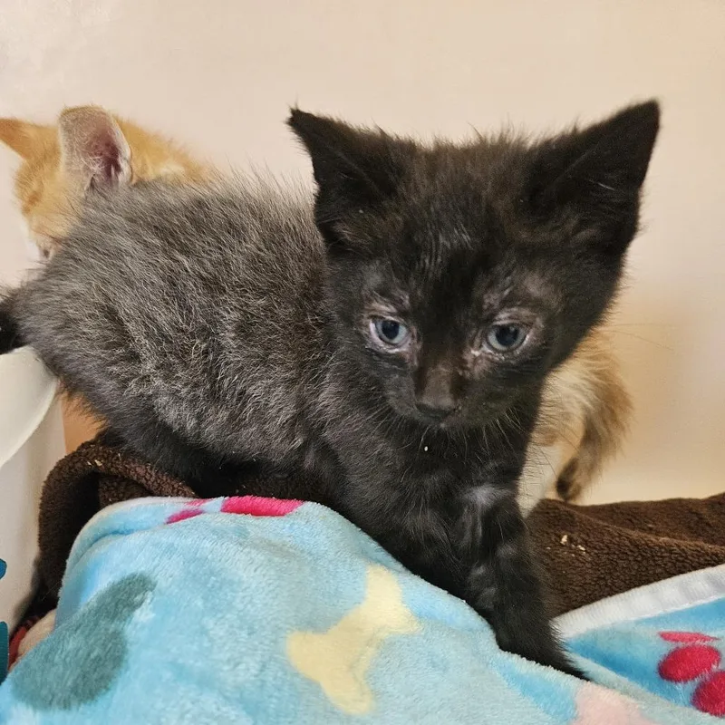 A baby small-sized male Black Domestic Short Hair cat named Darth Vader for adoption in Pasadena , MD