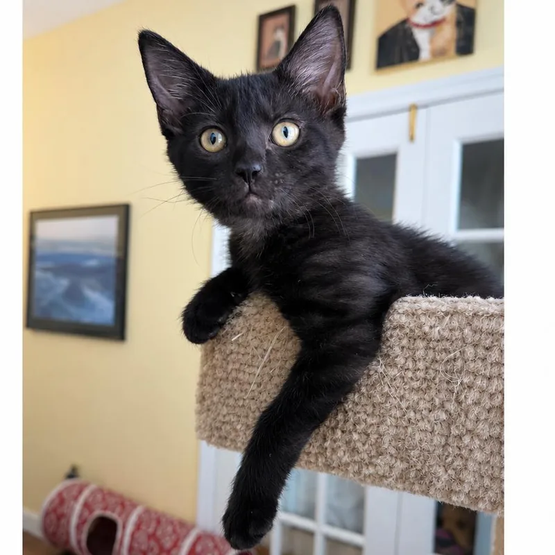 A baby small-sized female Black Domestic Short Hair cat named Boxie for adoption in Newport News, VA