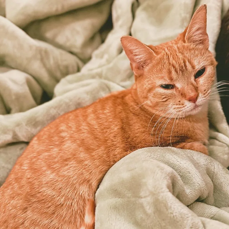 An adult medium-sized female Orange / Red Domestic Short Hair cat named Winnie for adoption in Hamburg, NY
