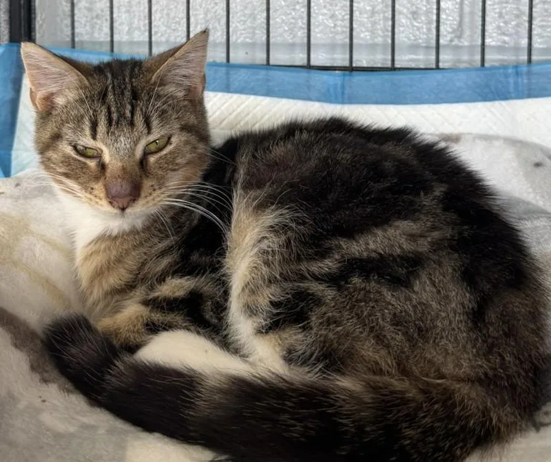A young small-sized male Domestic Short Hair cat named Rooster for adoption in Hermitage, PA