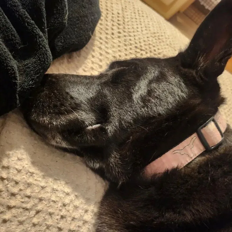 Luna Bell thumbnail 2