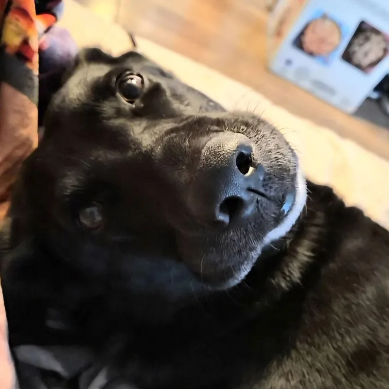 Luna Bell thumbnail 3