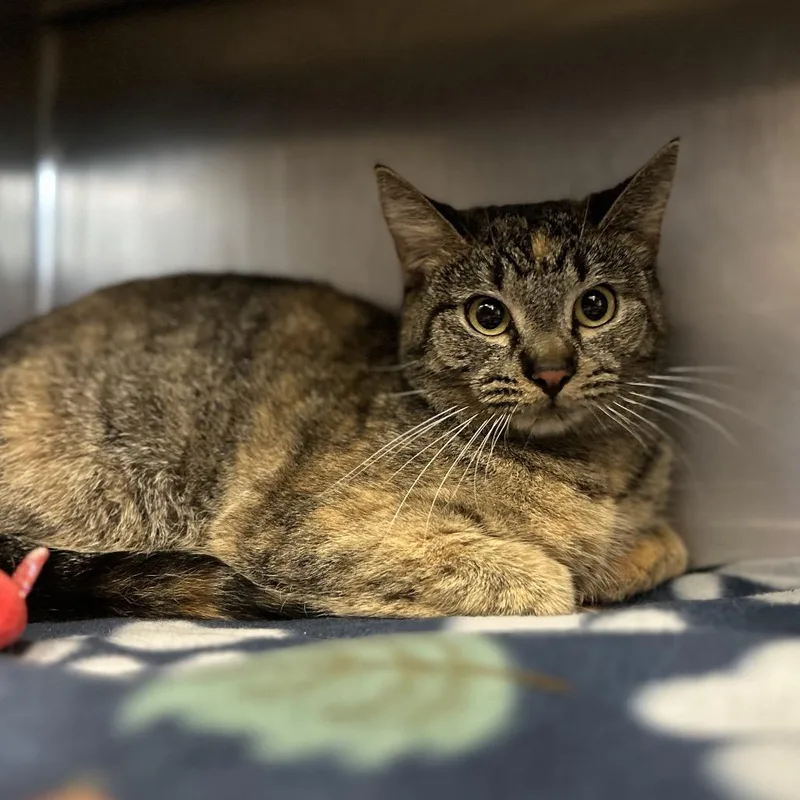 An adult medium-sized female Torbie Domestic Short Hair cat named Tiffany for adoption in Charleston, WV