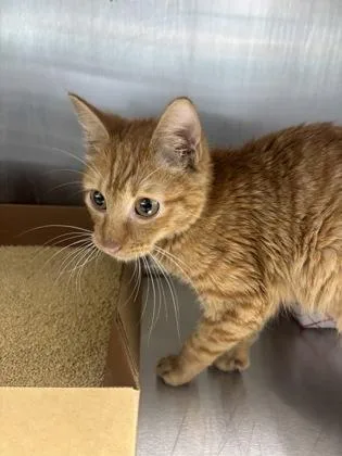 A baby small-sized male Domestic Short Hair cat named Nico for adoption in West Chester, PA