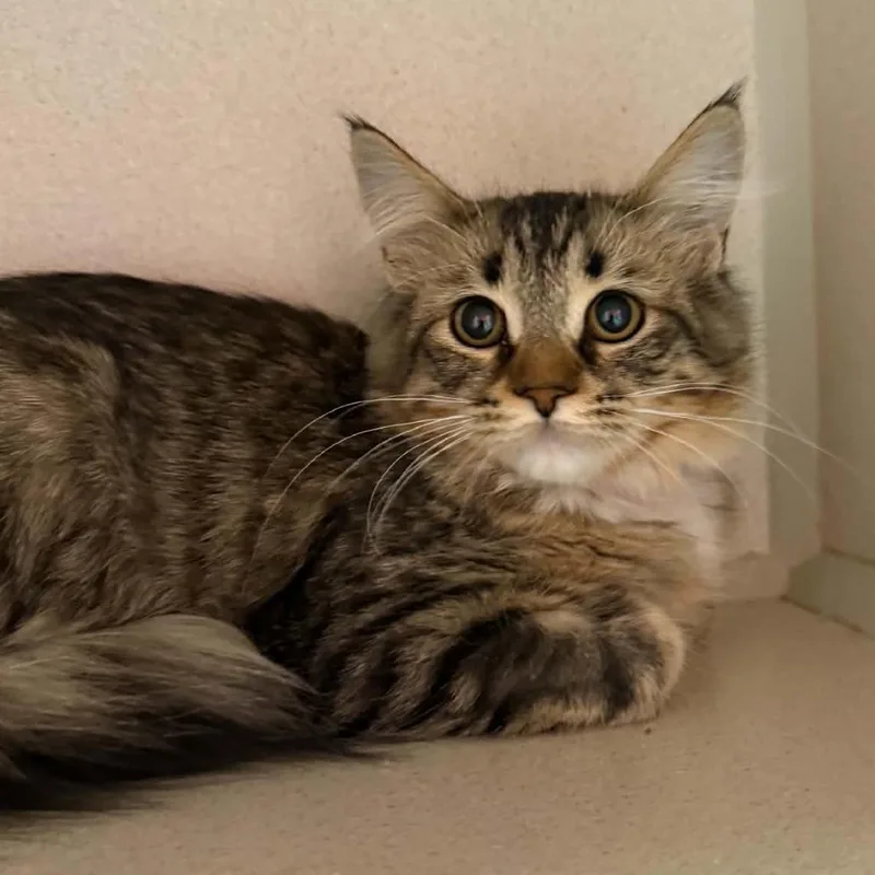 A baby small-sized female Brown / Chocolate Domestic Long Hair cat named Tillie for adoption in Escanaba, MI