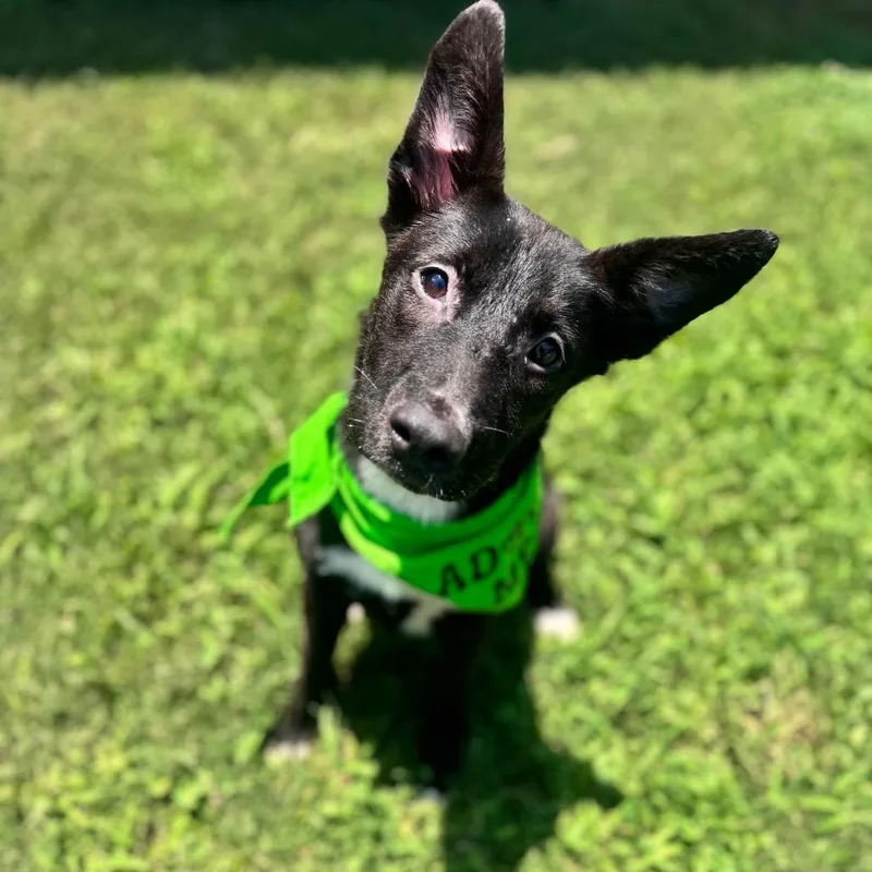 A baby medium-sized female Black Mixed Breed dog named Wren for adoption in Brownsboro, AL