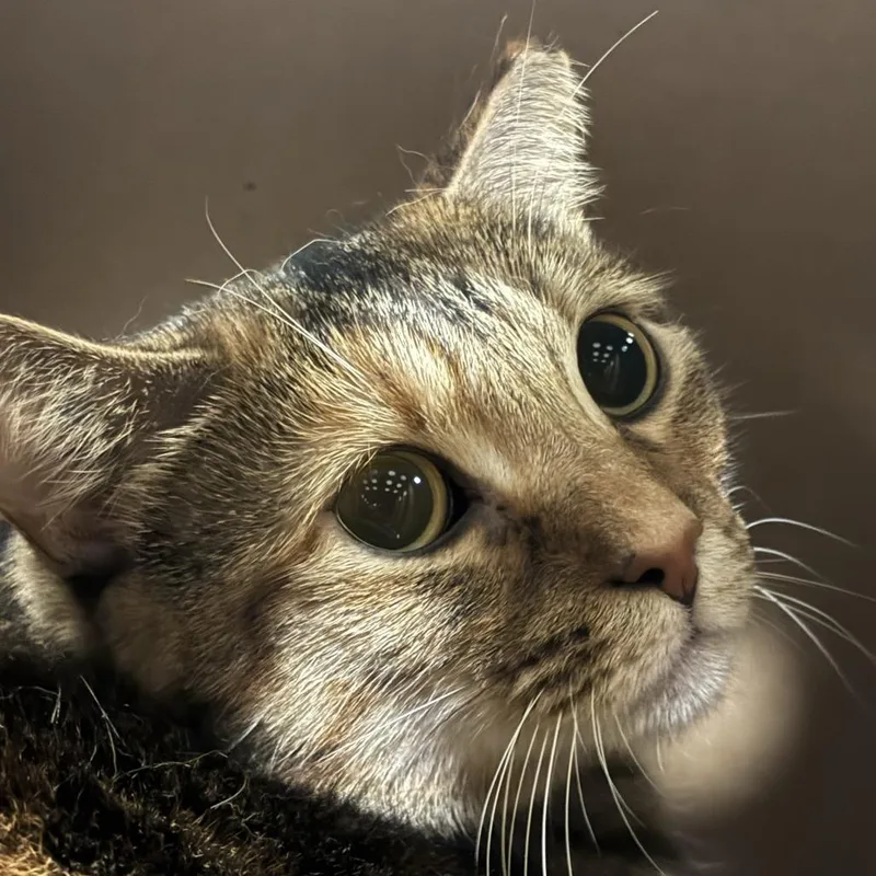 An adult large-sized female Brown / Chocolate Domestic Short Hair cat named Bonita for adoption in Jacksonville, FL