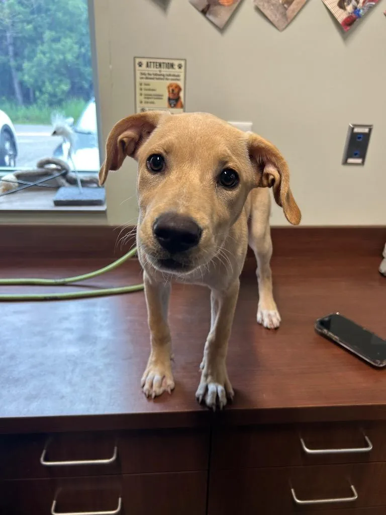 A baby medium-sized female Labrador Retriever dog named Buttercup for adoption in Gautier, MS