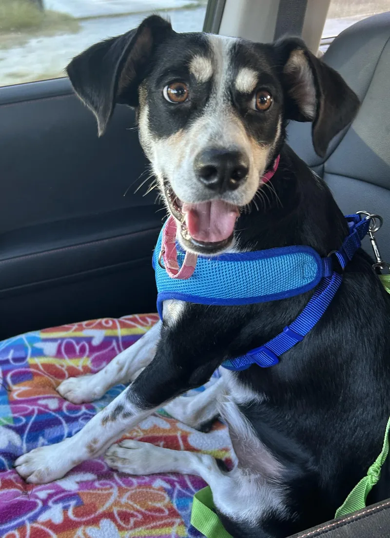 A young small-sized male Tricolor (Brown, Black, & White) Cattle Dog dog named Alvin for adoption in LAMPASAS, TX