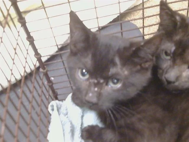 A baby small-sized female Domestic Short Hair cat named Sunflower for adoption in Sacramento, CA