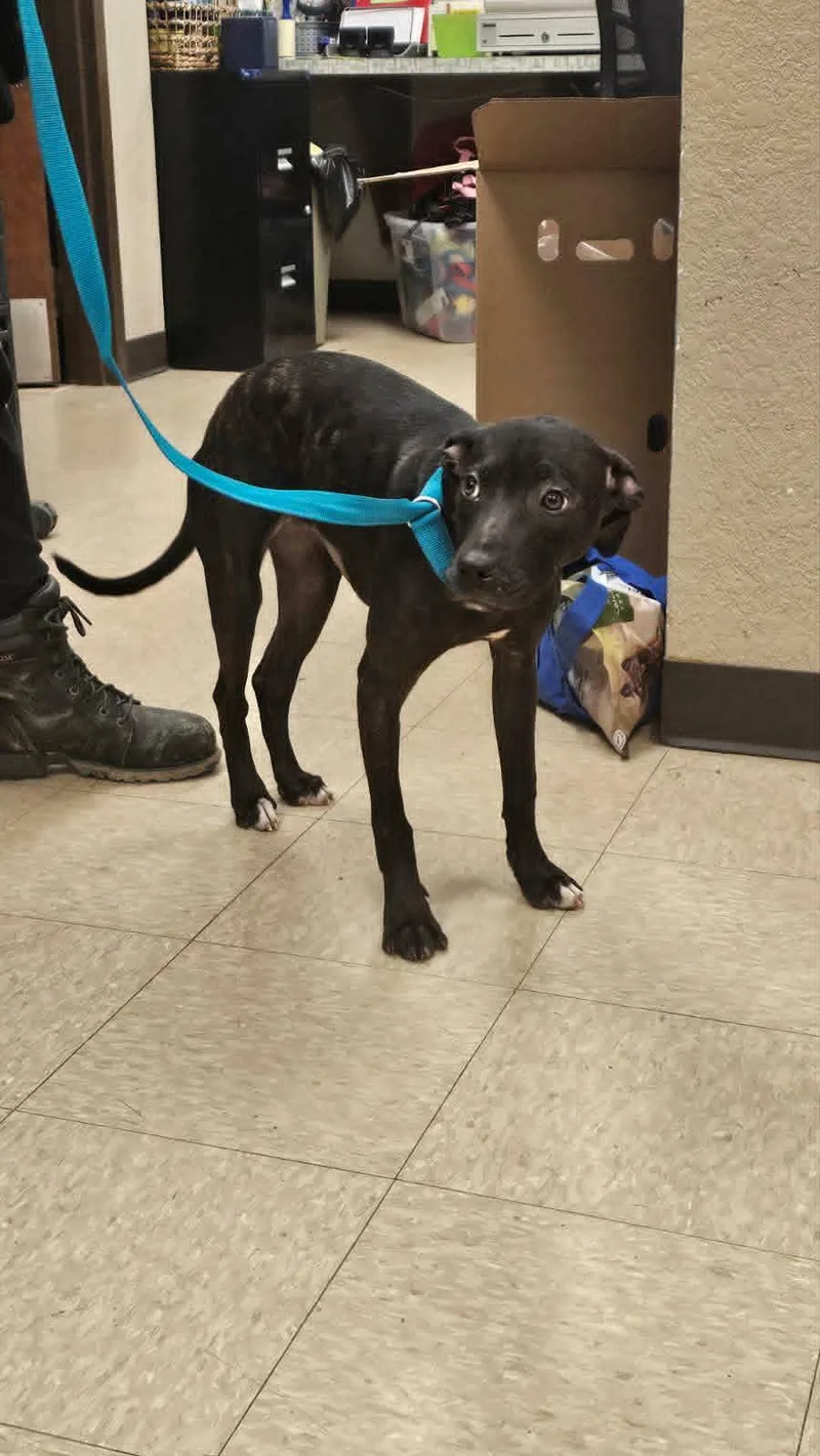 A baby medium-sized female Terrier dog named Joni for adoption in Muncie, IN