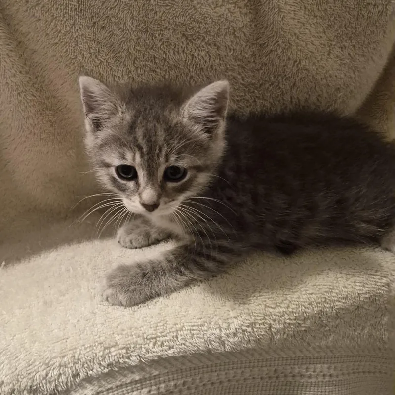 A baby small-sized female Gray / Blue / Silver Domestic Medium Hair cat named Paula for adoption in Carmel, IN