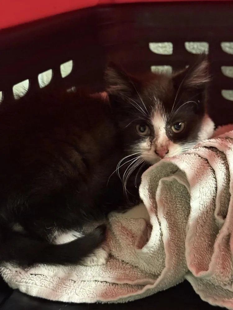 A baby small-sized male Black & White / Tuxedo Domestic Short Hair cat named Taro for adoption in Palatine, IL