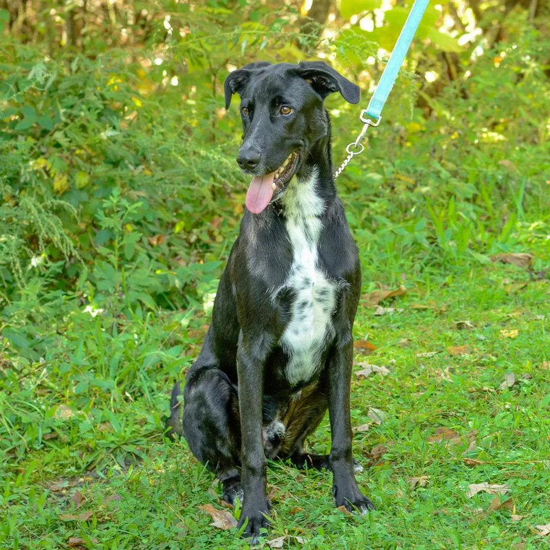 An adult large-sized male Great Dane dog named Chachi for adoption in Brick, NJ