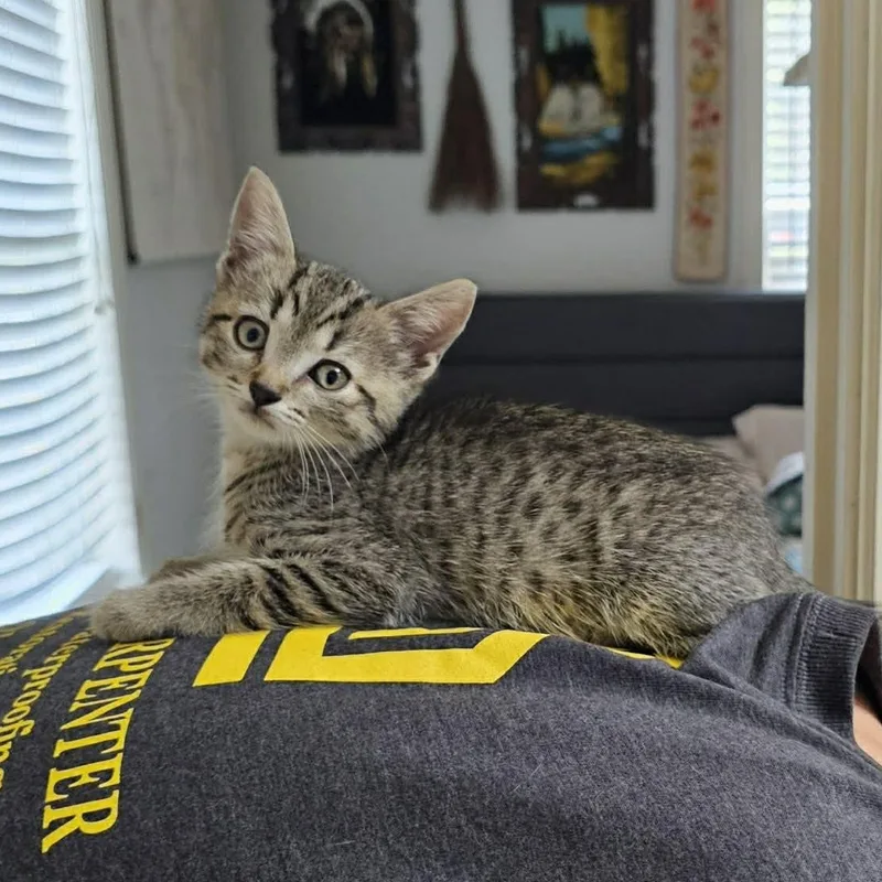 A baby medium-sized male Tabby (Gray / Blue / Silver) Domestic Short Hair cat named Derek for adoption in Aberdeen, NC