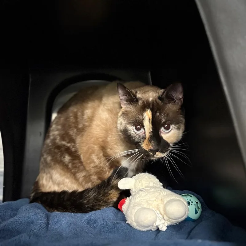 An adult large-sized female Domestic Short Hair cat named Indie for adoption in Spokane, WA