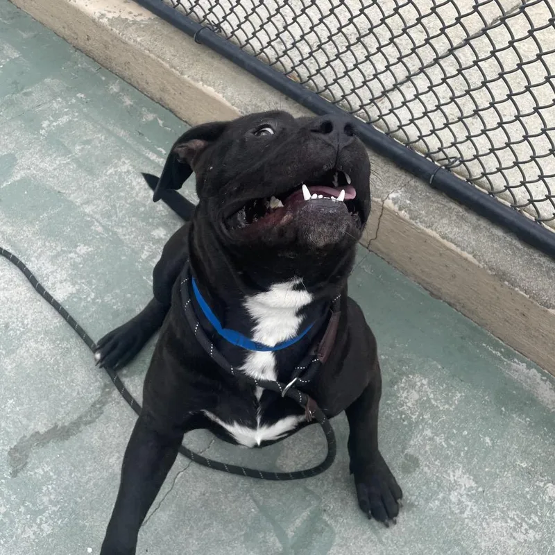 An adult medium-sized male Black Mixed Breed dog named Mamba for adoption in Chattanooga, TN