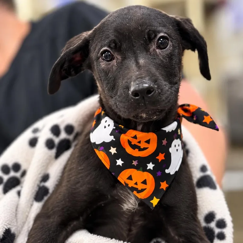 A baby medium-sized female Black Labrador Retriever dog named Ribbet for adoption in Griswold, CT