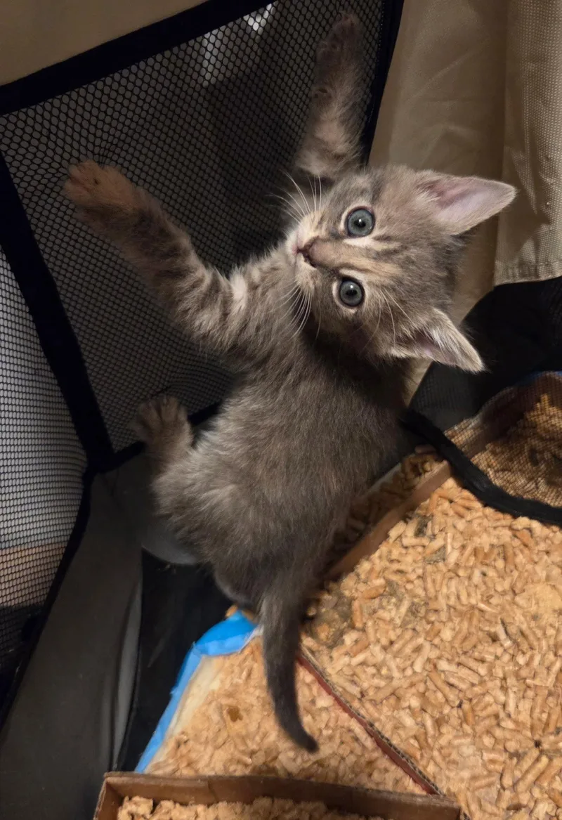 A young medium-sized female Domestic Short Hair cat named Jury for adoption in Camden, SC