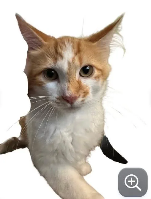 A baby medium-sized male Domestic Short Hair cat named Panda for adoption in Cloquet, MN