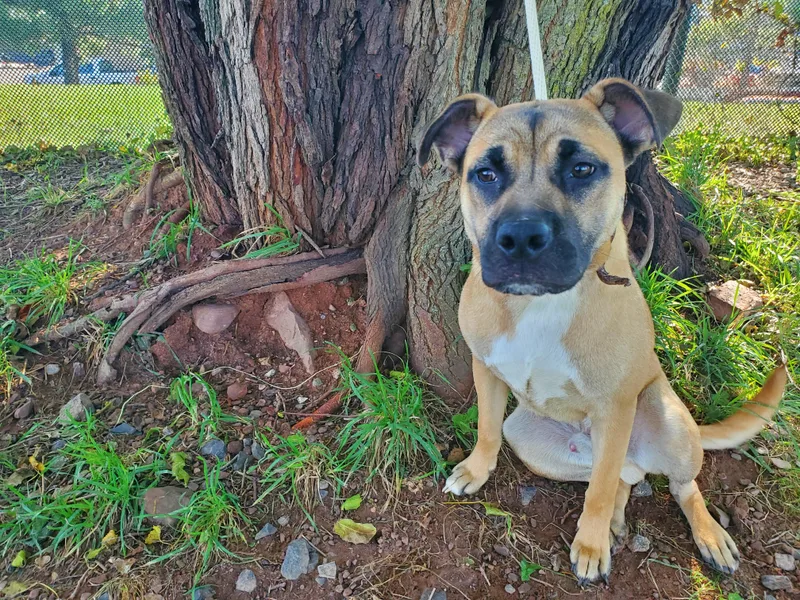 A young medium-sized male Apricot / Beige German Shepherd Dog dog named Arlo for adoption in Jersey city, NJ