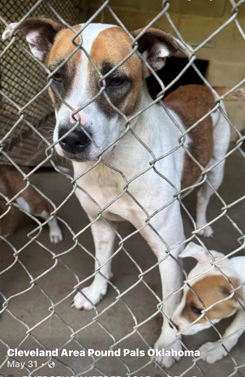 A young medium-sized female Tricolor (Brown, Black, & White) Jack Russell Terrier dog named Tt for adoption in Cleveland, OK