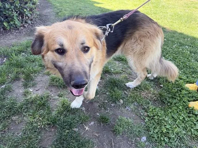 An adult large-sized male German Shepherd Dog dog named Caspian for adoption in Ontario, CA
