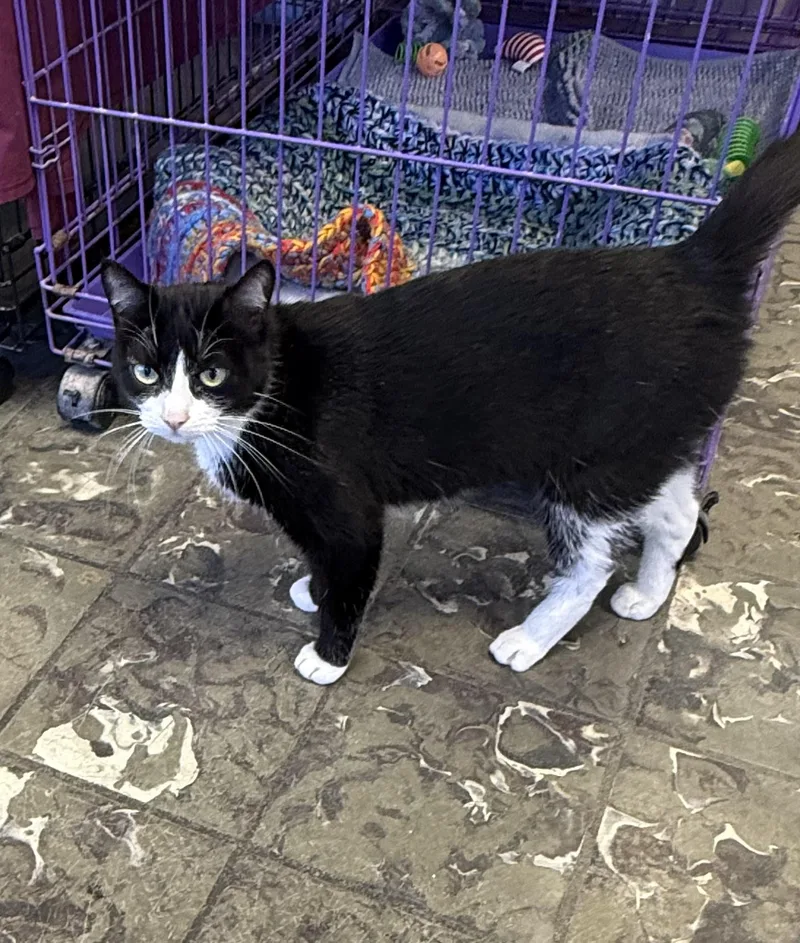 A young medium-sized female Black & White / Tuxedo Domestic Short Hair cat named Lina for adoption in Hamburg, NY
