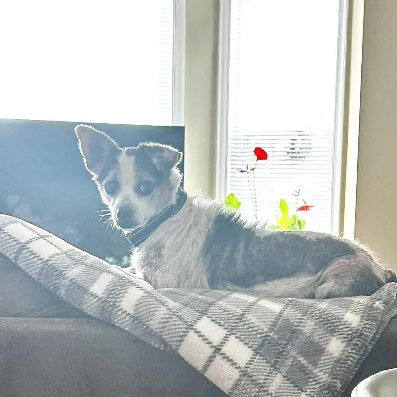 A senior small-sized male White / Cream Chihuahua dog named Rocky for adoption in Chantilly, VA
