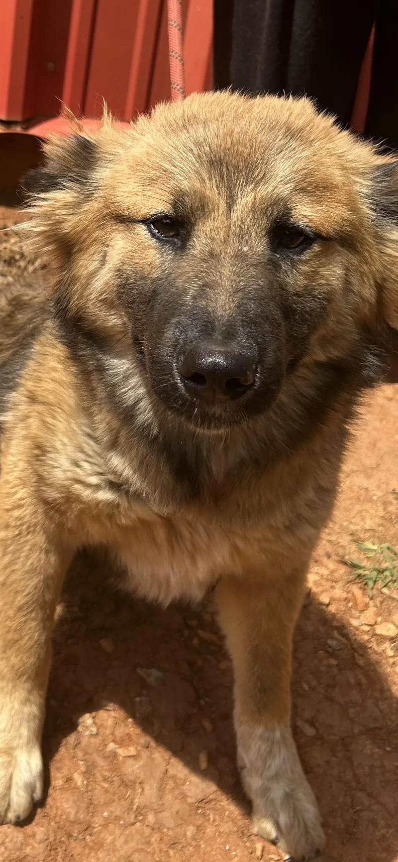 Sheba