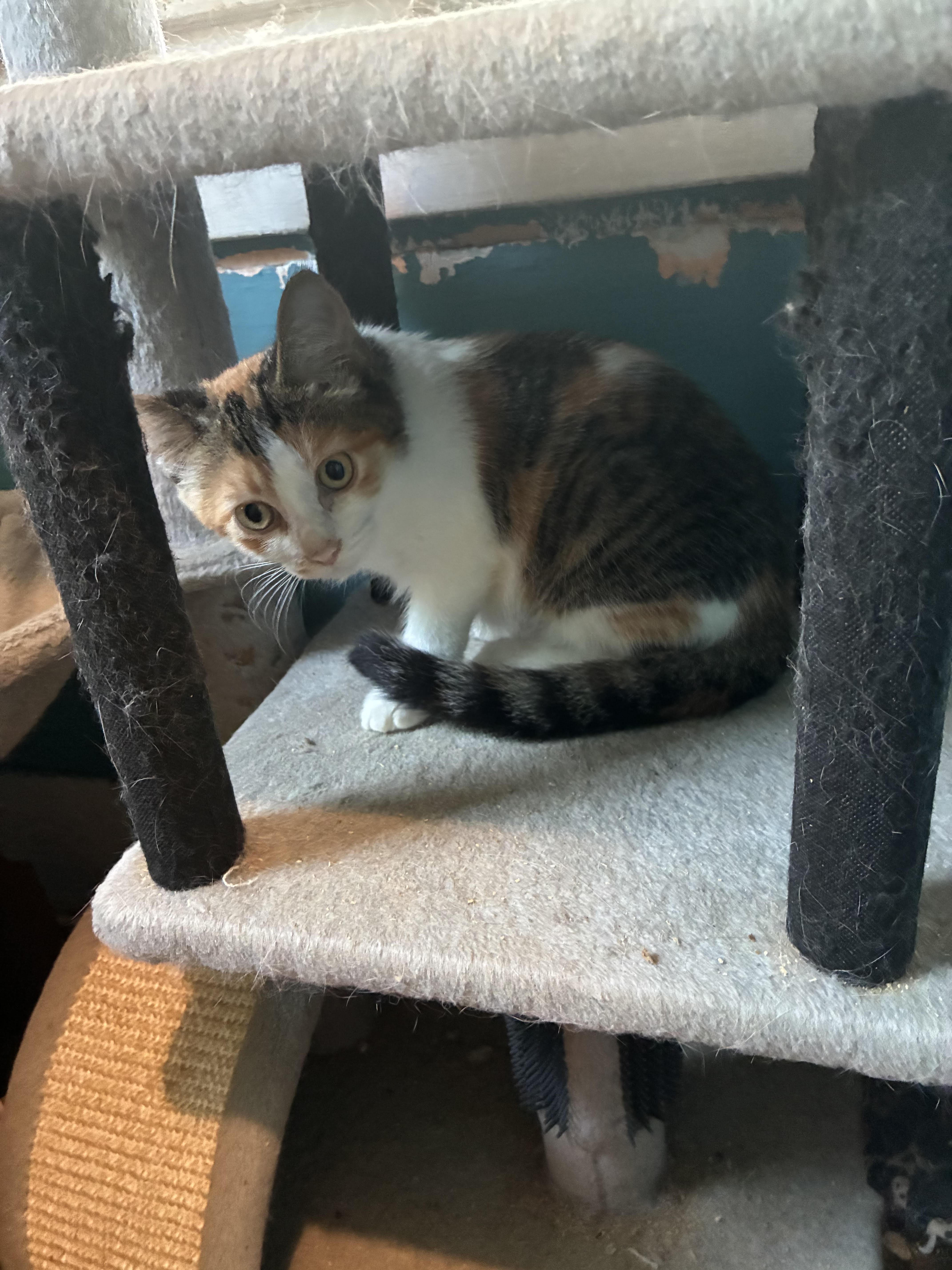 A baby medium-sized female Calico cat named JuJu for adoption in Howell, MI
