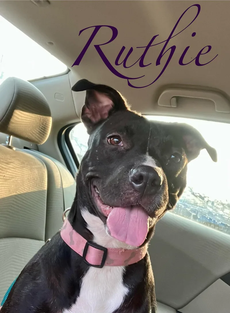 An adult medium-sized female Black Pit Bull Terrier dog named Ruthie for adoption in Shreveport, LA
