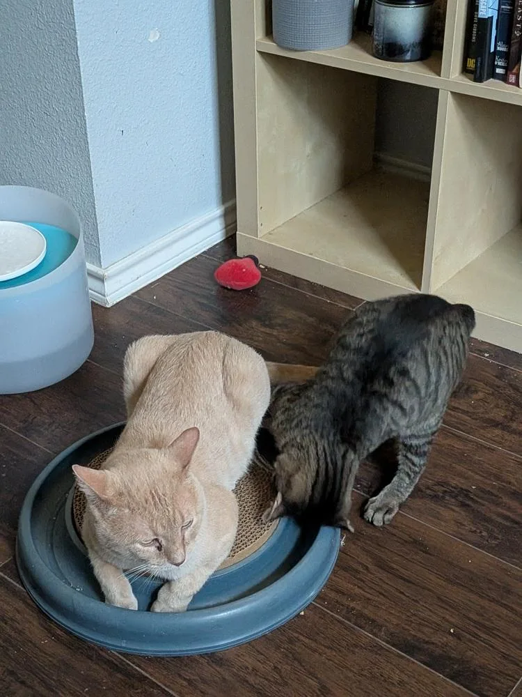 An adult medium-sized male Tabby cat named Billy for adoption in Dallas, TX