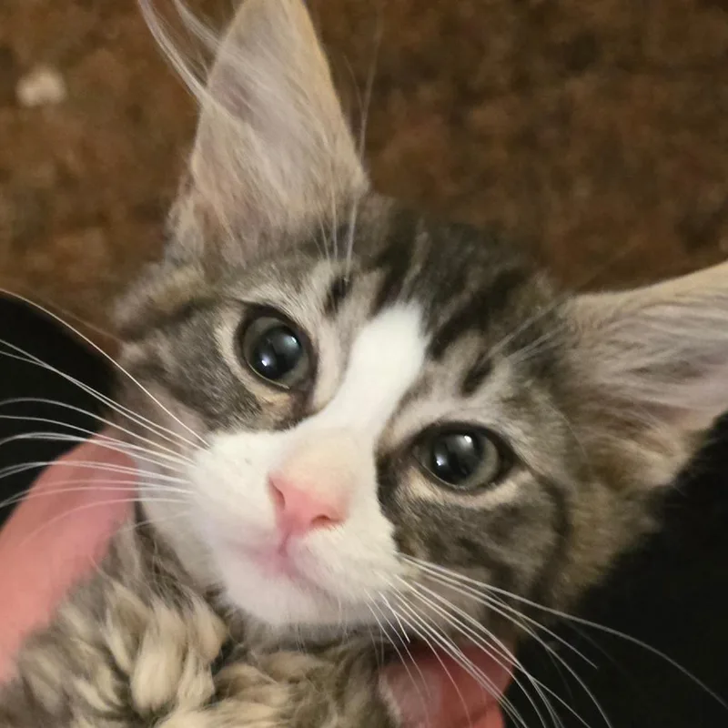 A baby small-sized male Brown / Chocolate Domestic Long Hair cat named Phoenyx for adoption in Grantsville, UT