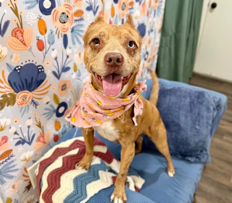 An adult medium-sized female Bicolor Pit Bull Terrier dog named Roxie Bebe The Teeny for adoption in Friendswood, TX