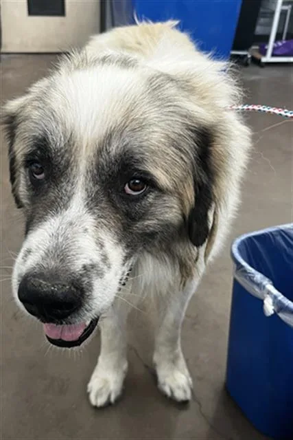 An adult large-sized male Mixed Breed dog named Bubba for adoption in Dallas, TX