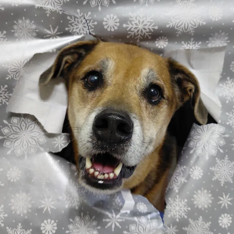 Twix Jumag thumbnail 4