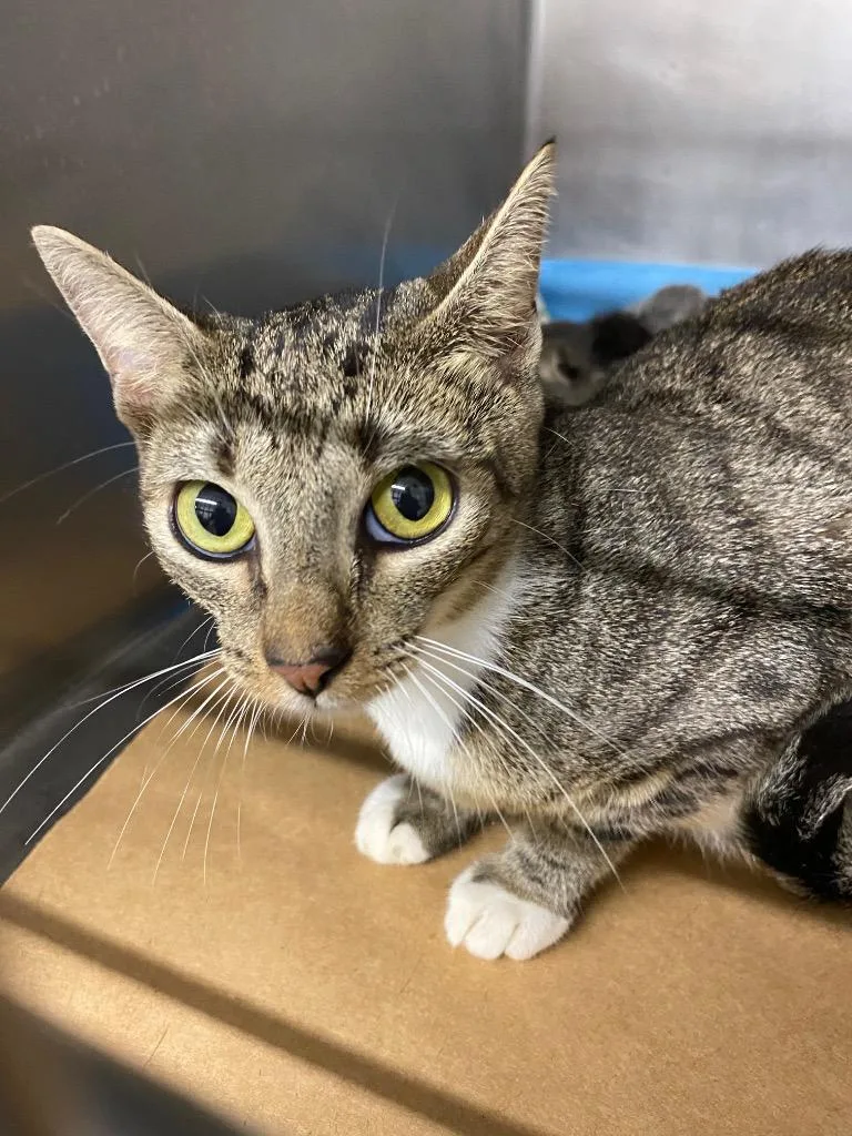 A young large-sized female Domestic Short Hair cat named Gail for adoption in Cartersville , GA