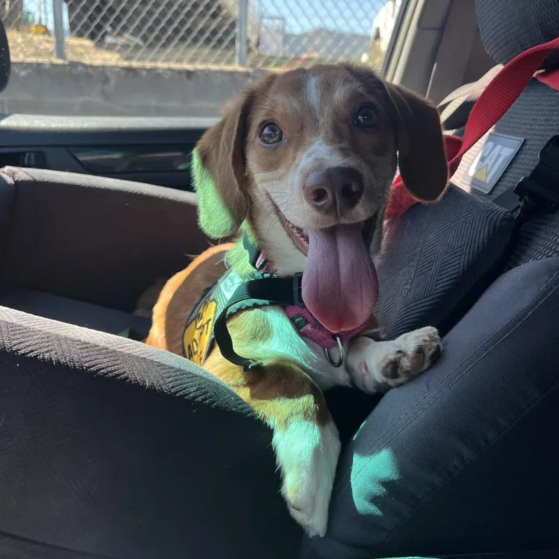 A young small-sized male Red / Chestnut / Orange Dachshund dog named Benny for adoption in Ashland, OR