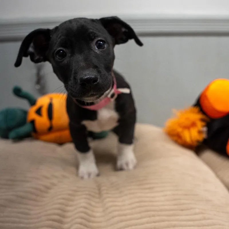 A baby medium-sized female Black Terrier dog named Stuffing for adoption in Pawling, NY
