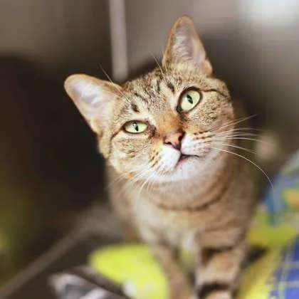 An adult small-sized female Brown / Chocolate Domestic Short Hair cat named Tigerlilly for adoption in Atlanta, GA