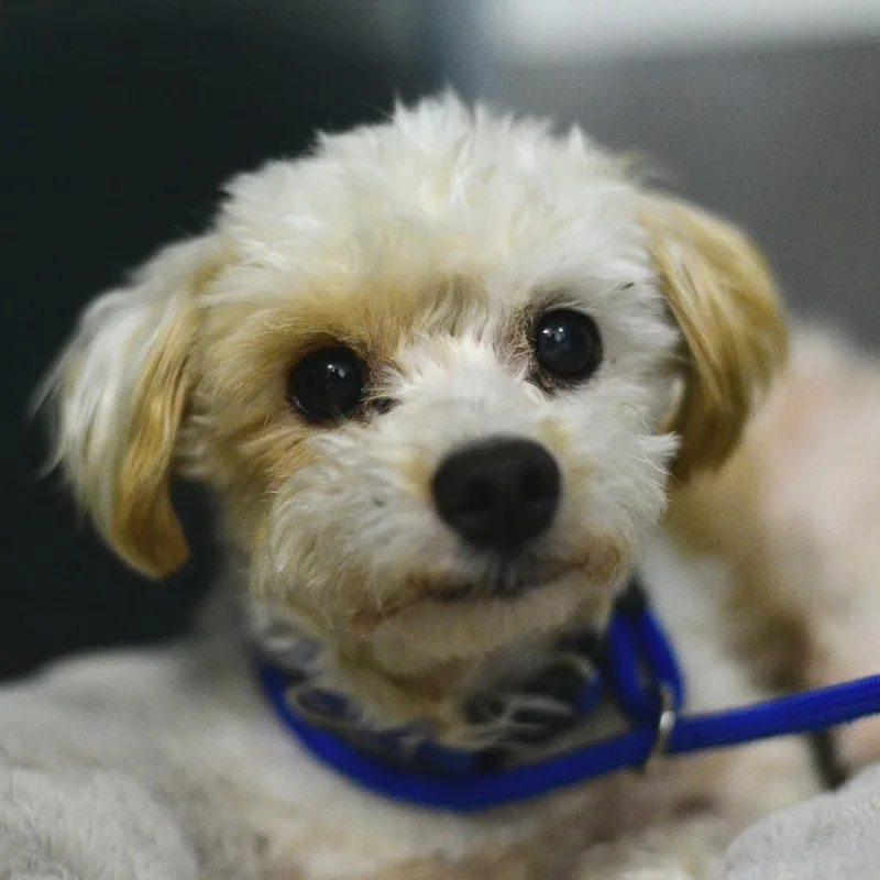 An adult small-sized male Miniature Poodle dog named Jax for adoption in Idaho Falls, ID