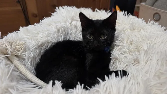 A young medium-sized male Black Domestic Short Hair cat named Berlioz for adoption in Rockville, MD