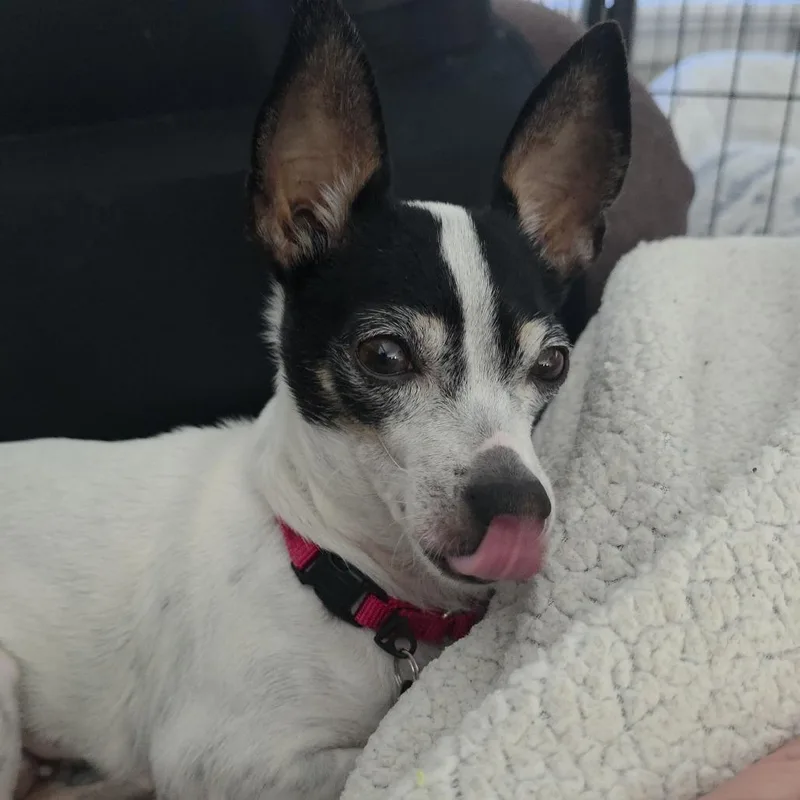 Teacup  D thumbnail 2