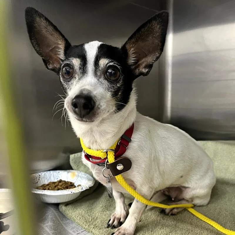 Teacup  D thumbnail 4