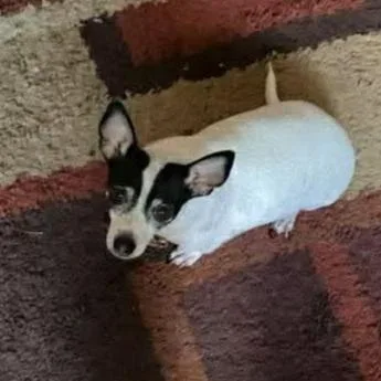 Teacup  D thumbnail 5