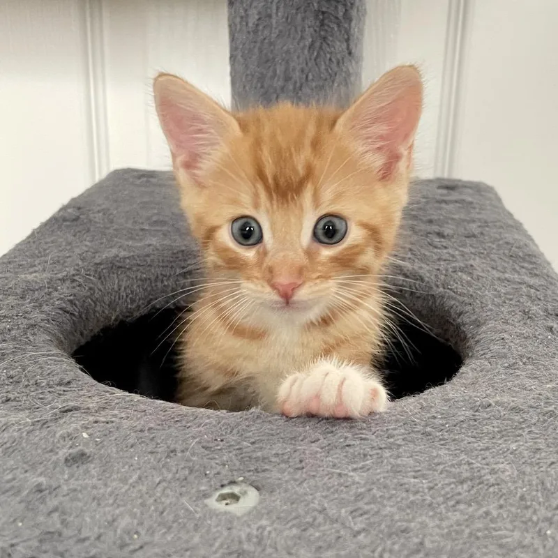 A baby small-sized male Domestic Short Hair cat named Forger for adoption in Los Angeles, CA